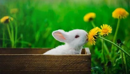 曾凡博复出18分 北京31分大胜终结广东8连胜！